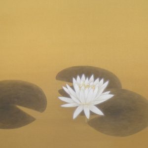 睡蓮